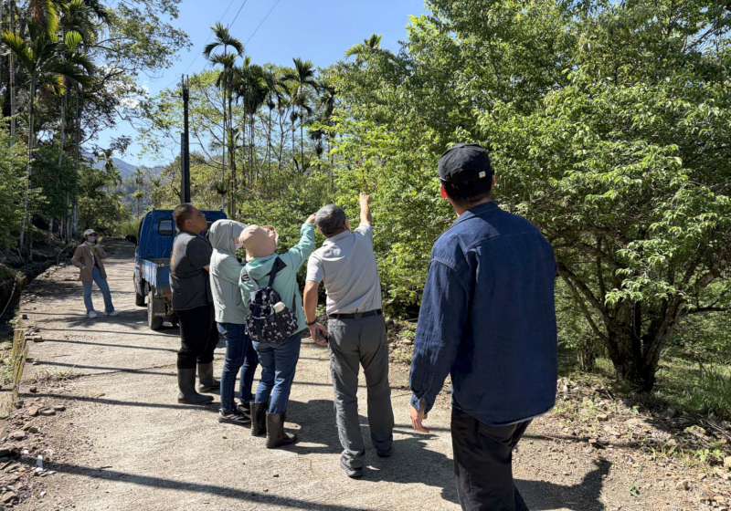 高市115年1、2月雨少青梅著果率不佳 3月19日至4月1日受理申辦現金救助
