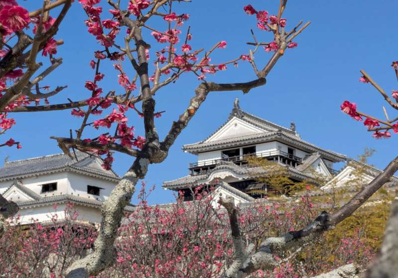 【日本生活旅遊】一個人，從零開始的旅行---松山、愛媛縣