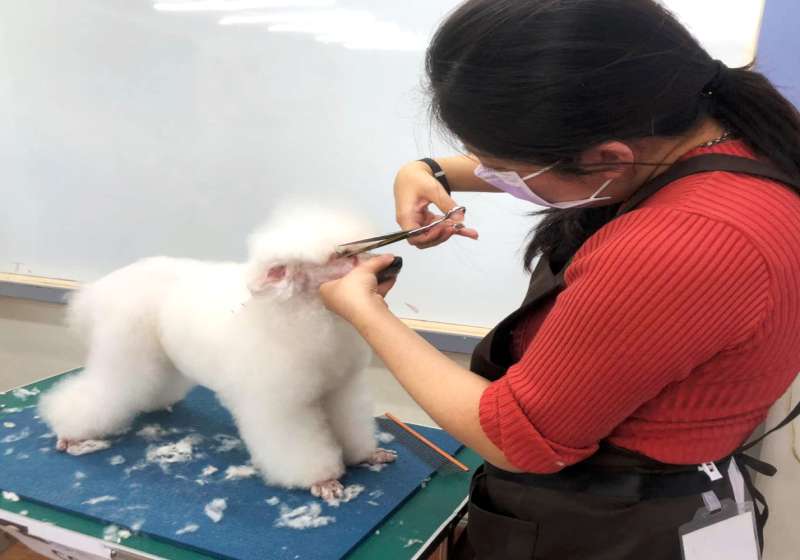 高市農業局動保處宣導犬貓美容服務定型化契約 創動物、業者、飼主三贏