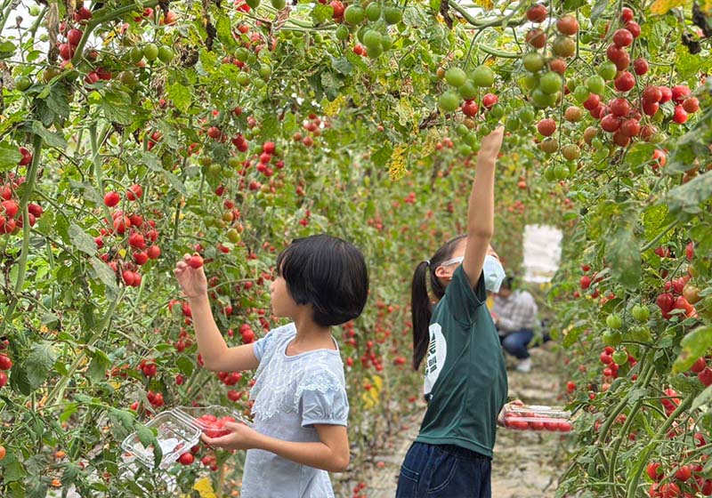 高市又生農場32 種番茄開箱日限定體驗 採收600公克番茄實作冰梅釀番茄