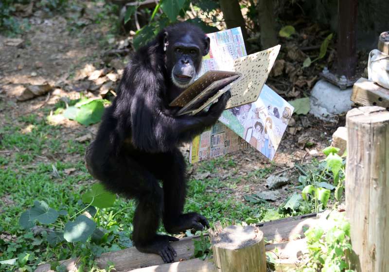 黑猩猩也愛閱讀！壽山動物園推「藏食紙書」萌翻世界閱讀日	