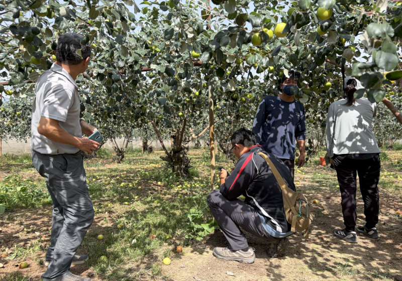 2、3月降雨致高市蜜棗農損達門檻 農業部天災現金救助每公頃10萬元受理申請