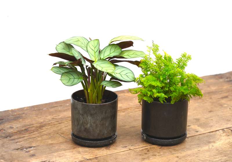 帶2件舊物換再生盆器！MUJI無印良品地球日回收活動開跑