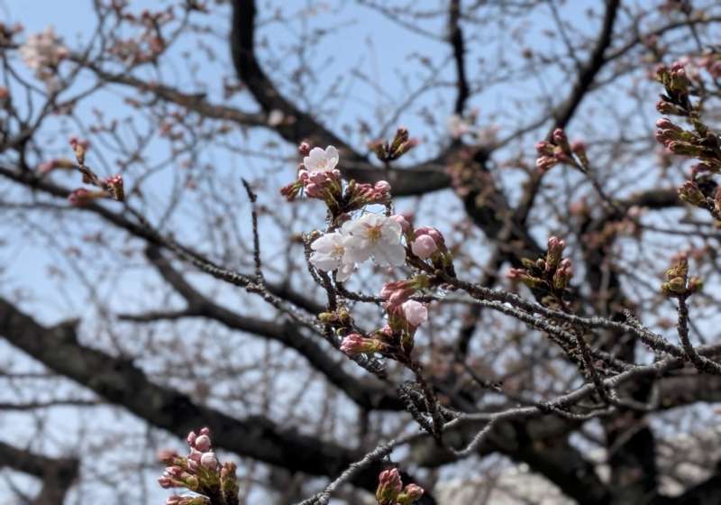 【日本生活旅遊】在櫻花盛開之前