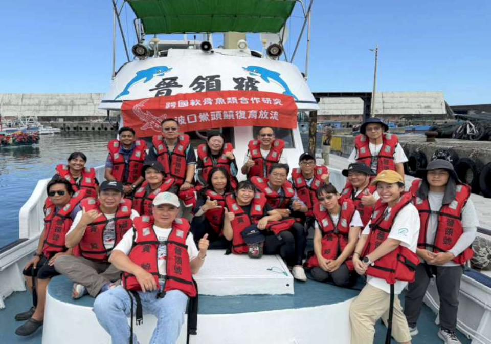 海保署等9單位跨境復育波口鱟頭鱝 標識追蹤生活棲地利用等資訊