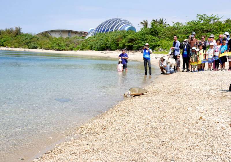 海保署攜手海巡署 前進屏縣車城鄉後灣、海生館野放2編號海龜 