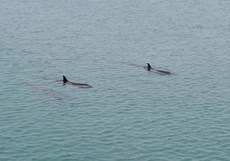 3隻熱帶斑海豚現蹤澎湖縣沙港西漁港 海保救援網會同相關單位馳援